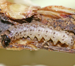 Early shoot borer